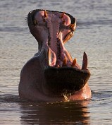 Hippopotamus