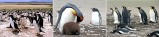 Happy Feet in the Falklands