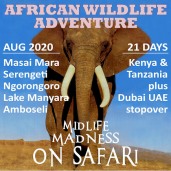 Midlife Madness on Safari